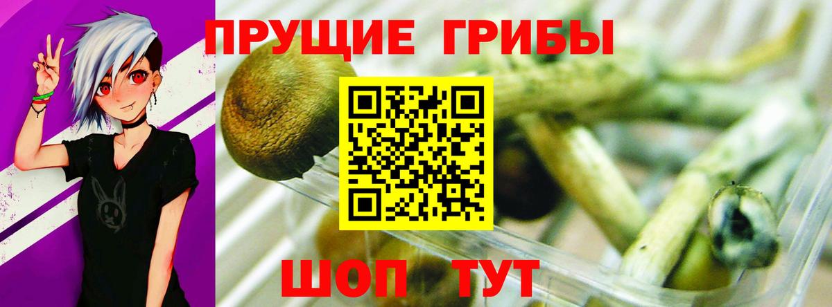 Галлюциногенные грибы Psilocybine cubensis Анжеро-Судженск